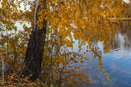 Birch with yellow dry autumn leaves