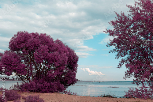 Infrared landscape photography, false colored nature