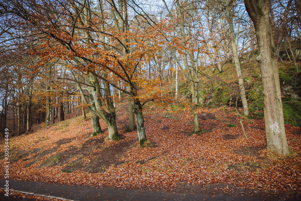 autumn in the park