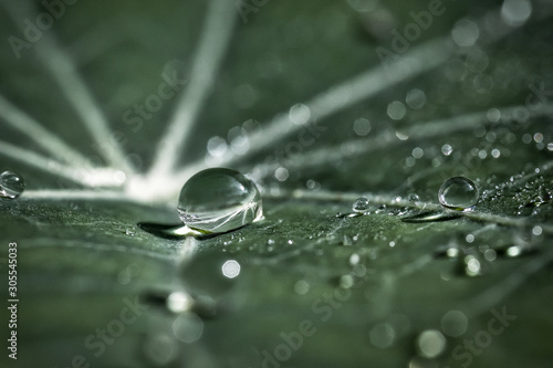Raindrops on a leaf with reflections of the environment