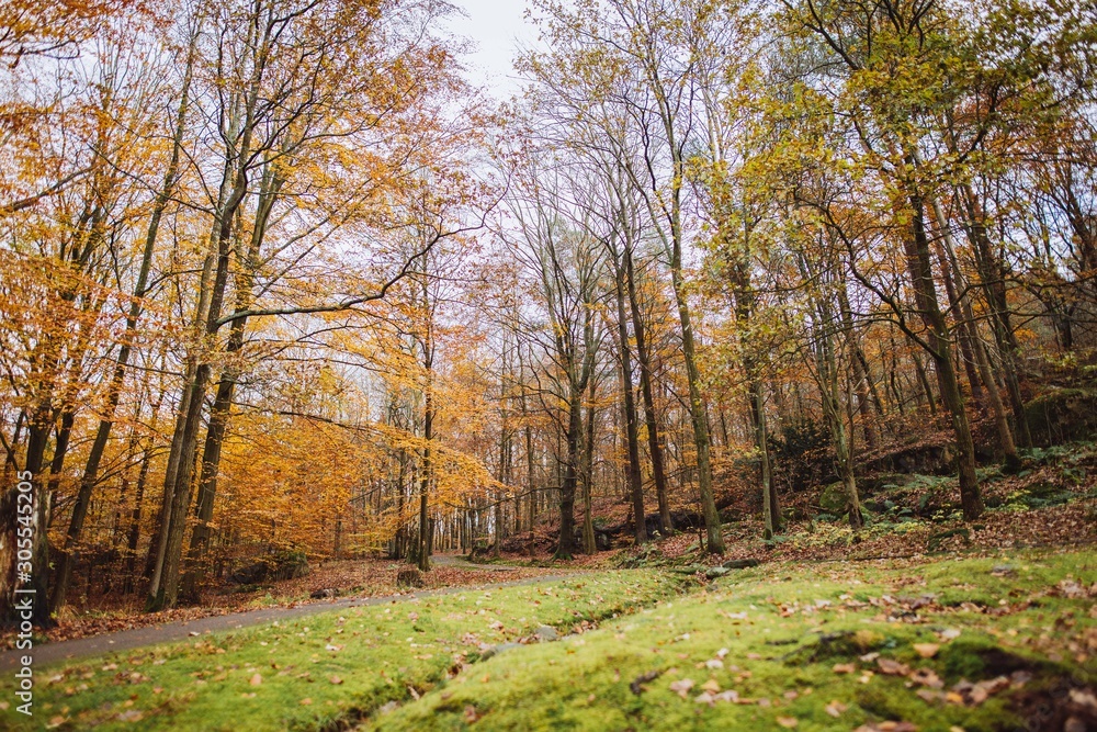 Fototapeta premium road in the forest autumn fall