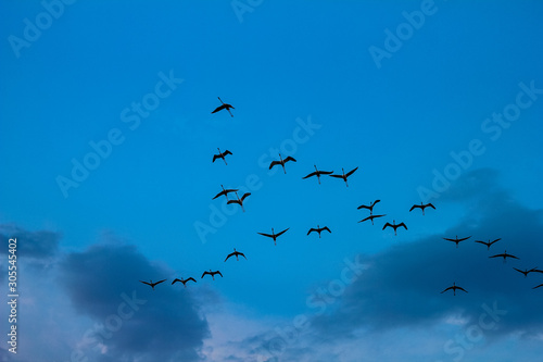 flock of flamingos fly during sunset in the natural reserve of Vendicari in Sicily, Italy