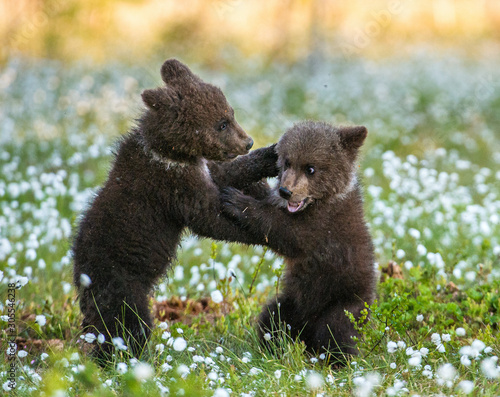 Brown bear cubs playing in the forest. Bear Cubs stands on its hind legs. Brown bear ( Scientific name: Ursus arctos) cubs playing on the swamp in the forest. White flowers on the bog in the summer fo