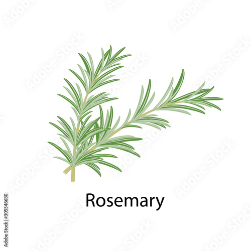 Rosemary spice - vector illustration in flat design isolated on white background.