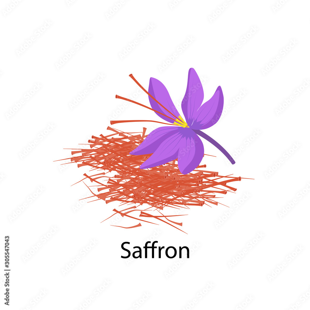 Saffron Threads Vector Saffron flower spice vector illustration in flat design isolated on ...
