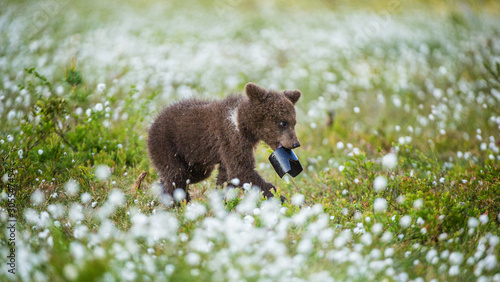 Walking Brown bear cub with lens hood. Bog with white flowers in the summer forest. Scientific name: Ursus arctos.