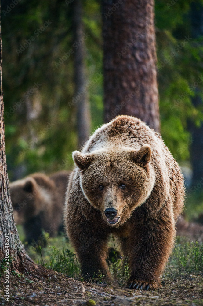 custom made wallpaper toronto digitalWild Brown bear  in the summer forest. Scientific name: Ursus Arctos.