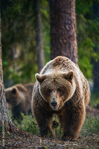 Wild Brown bear in the summer forest. Scientific name: Ursus Arctos.