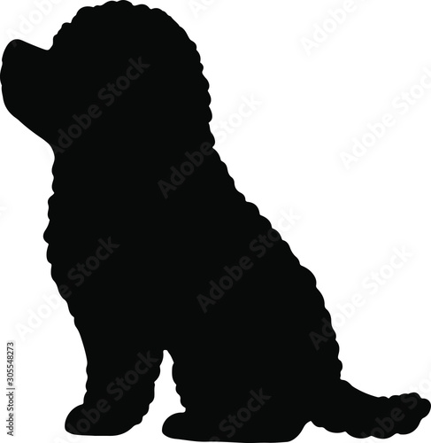 Toy Poodle sitting side silhouette