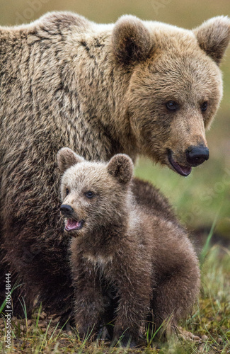 She-bear and bear-cub. Cub and Adult female of Brown Bear  in the forest at summer time. Scientific name: Ursus arctos. © Uryadnikov Sergey
