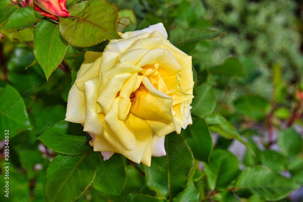 Rosa jardin Monestir de Santes Creus Ruta del Cister Rosa jardin Monestir de Santes Creus Ruta del Cister