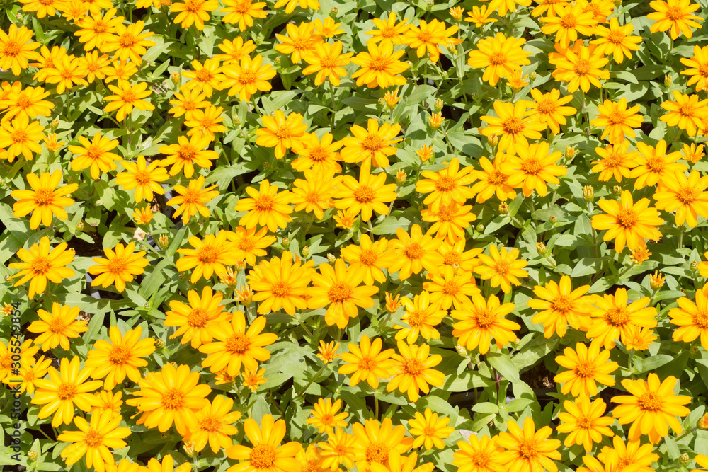 Tithonia diversifolia yellow flowers in the garden. Tithonia diversifolia yellow flowers in the garden.