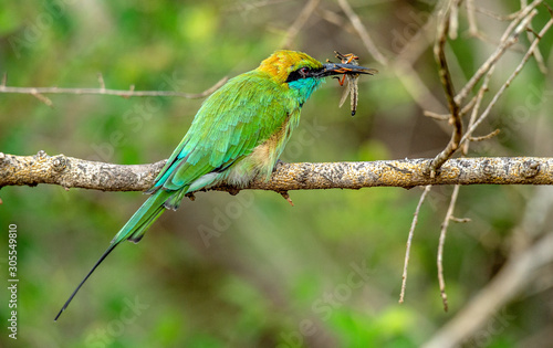 Bee-eater with insect in beak on branch. The Green Bee-eater. Scientific name: Merops orientalis, sometimes Little Green Bee-eater. Sri Lanka.