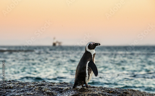 The African penguin on the stony shore in twilight evening with sunset sky. Scientific name: Spheniscus demersus, jackass penguin or black-footed penguin. Natural habitat. South Africa