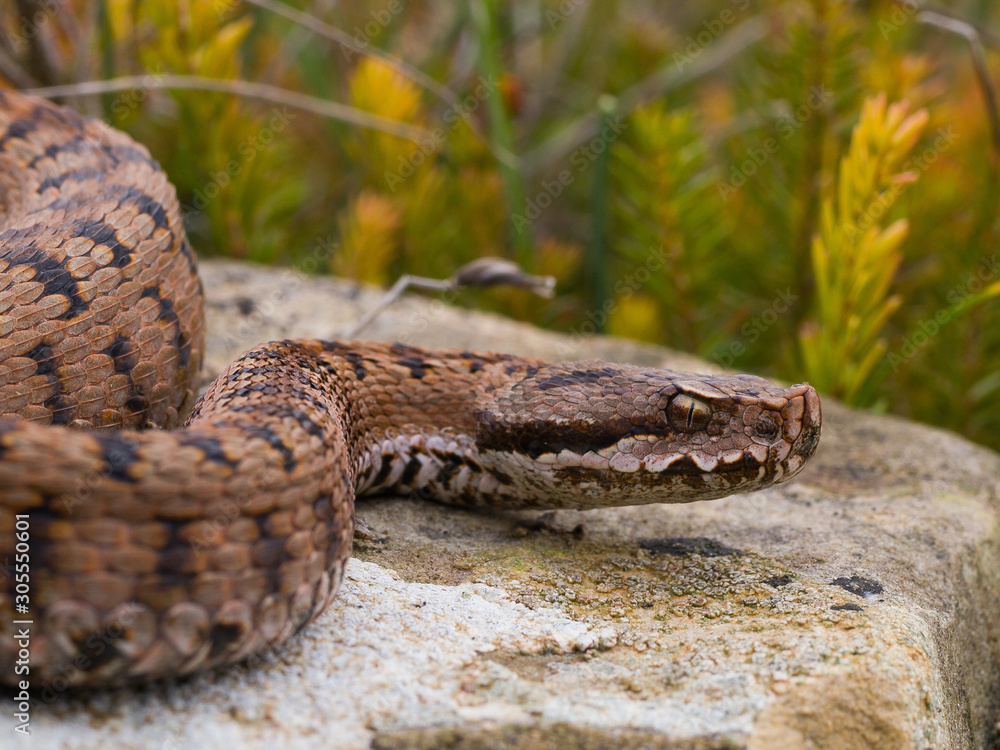 Fototapeta premium Vívora Aspid