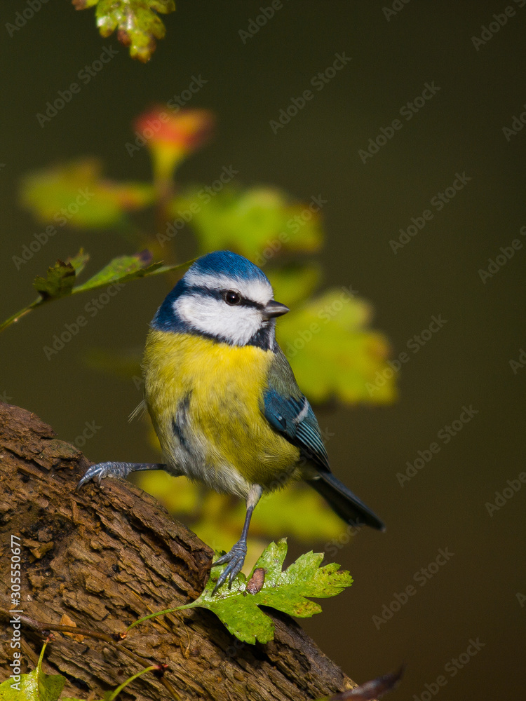 Fototapeta premium Herrerillo común