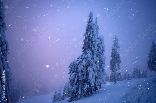 Christmas background with snowy fir trees.