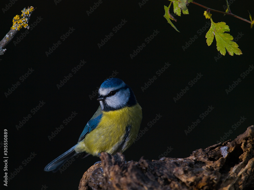 Fototapeta premium Herrerillo común