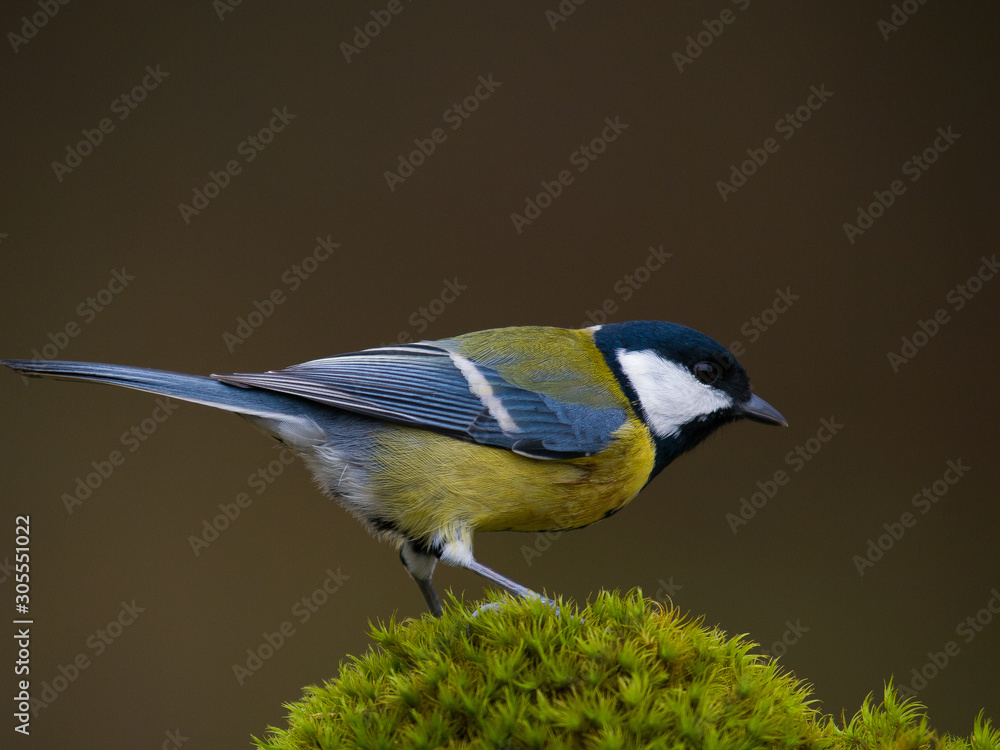 Obraz premium Aves en comedero