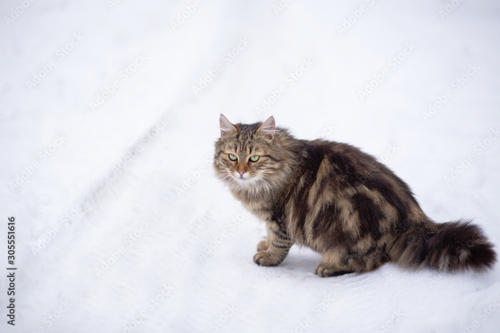 Grey cat on a middle of a street with a lot of snow Grey cat on a middle of a street with a lot of snow
