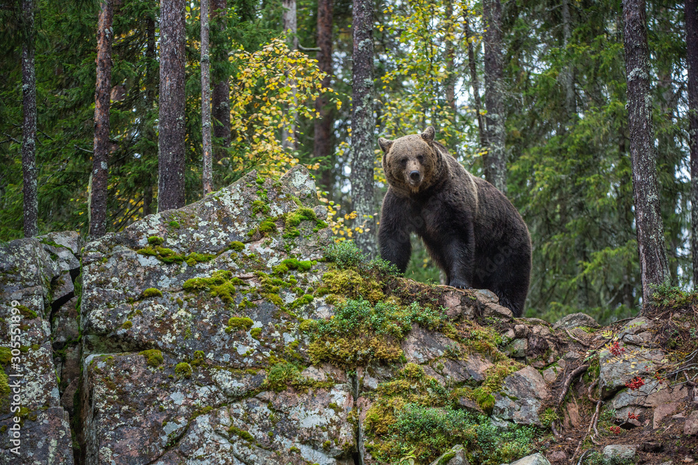 Obraz premium Bear on a rocks. Adult Big Brown Bear in the autumn forest. Scientific name: Ursus arctos. Autumn season, natural habitat.