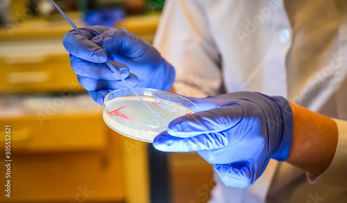 Woman scientist picking up colony of a red bacteria from agar plate  in a molecular biology laboratory photo