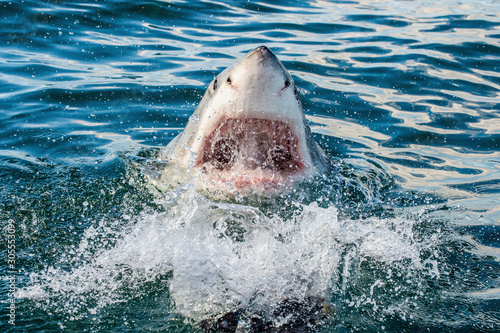 Great white shark with open mouth in ocean.  Great White Shark in attack. Scientific name: Carcharodon carcharias. South Africa.