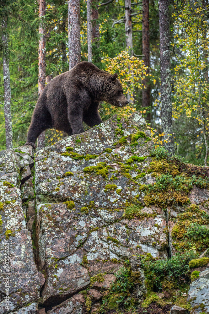 Obraz premium Bear on a rocks. Adult Big Brown Bear in the autumn forest. Scientific name: Ursus arctos. Autumn season, natural habitat.