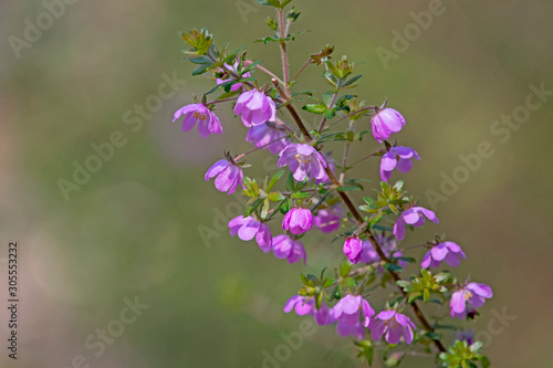 Bauera rubioides - dog rose - magenta flower