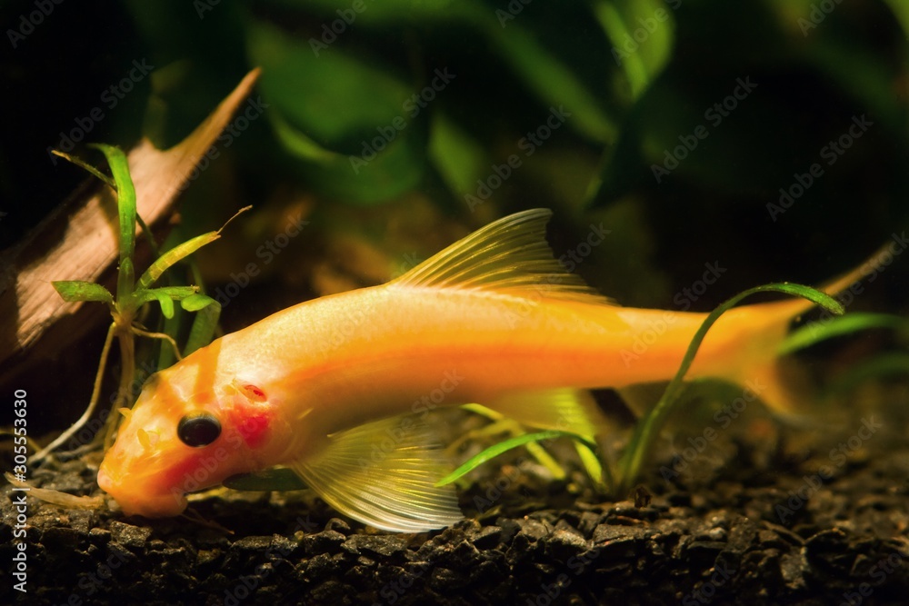 adult dominant female of Gyrinocheilus aymonieri sp., freshwater orange ...