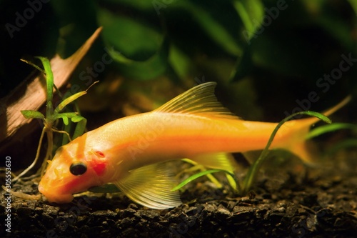 adult dominant female of Gyrinocheilus aymonieri sp., freshwater orange algae eater, popular ornamental cypriniform fish at work on black stone substrate in nature aquarium