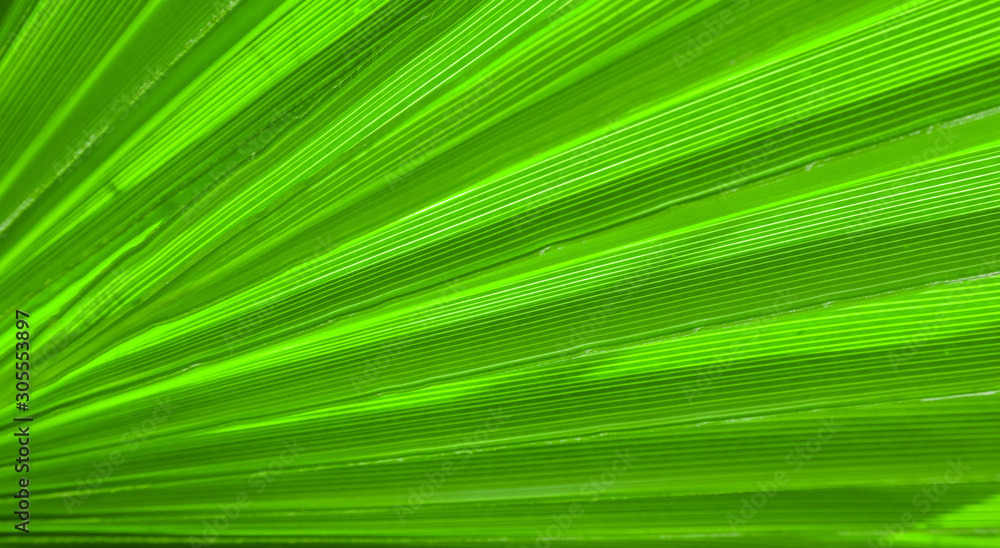 Obraz premium Palm leaf texture for background