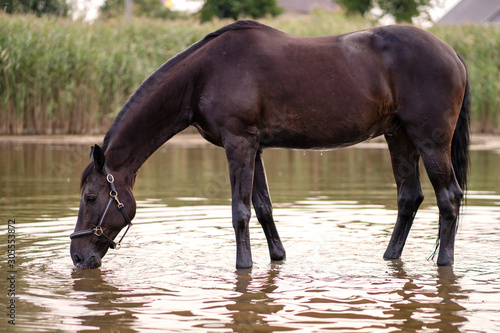 Close-up of a dark horse drinks water from a lake. Horse ride
