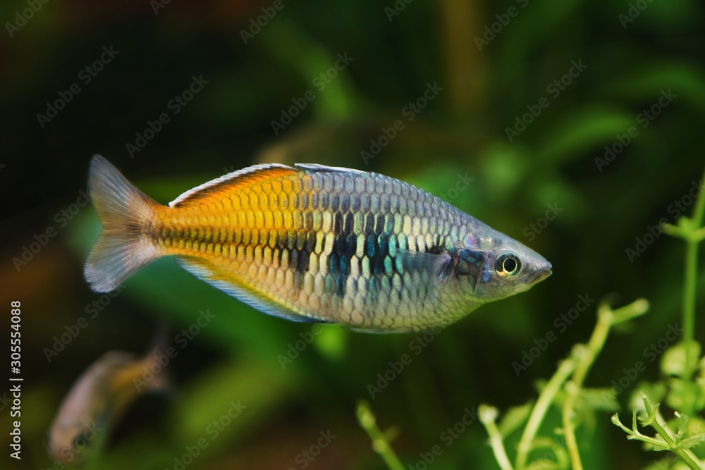 easy to keep adult Boeseman's rainbowfish, Melanotaenia boesemani, endemic of Ayamaru lakes, West Papua, favourite aquarium trade species in freshwater nature aquarium, dark blurred background easy to keep adult Boeseman's rainbowfish, Melanotaenia boesemani, endemic of Ayamaru lakes, West Papua, favourite aquarium trade species in freshwater nature aquarium, dark blurred background