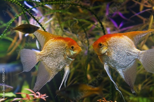 angelfish males ready to fight, artificial aqua trade breed of wild Pterophyllum scalare cichlid in Koi coloration, popular ornamental fish from Amazon basin, Brazil, nature planted aquarium design photo