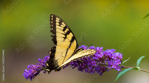 Tiger Swallowtail Butterfly on Purple Flower Blooms © partSquirrel