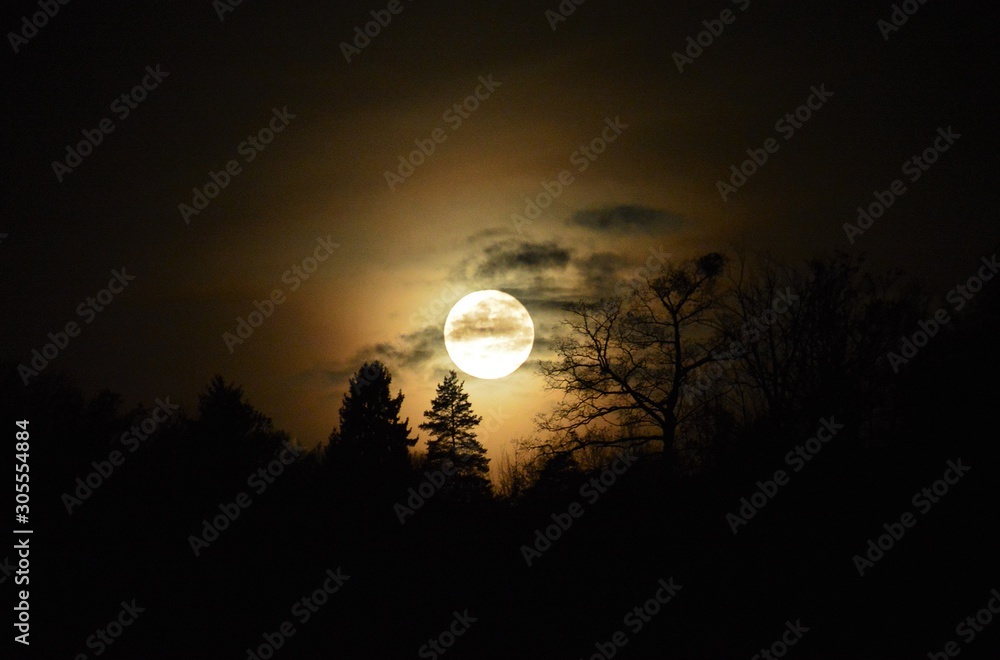 full moon rises through the trees