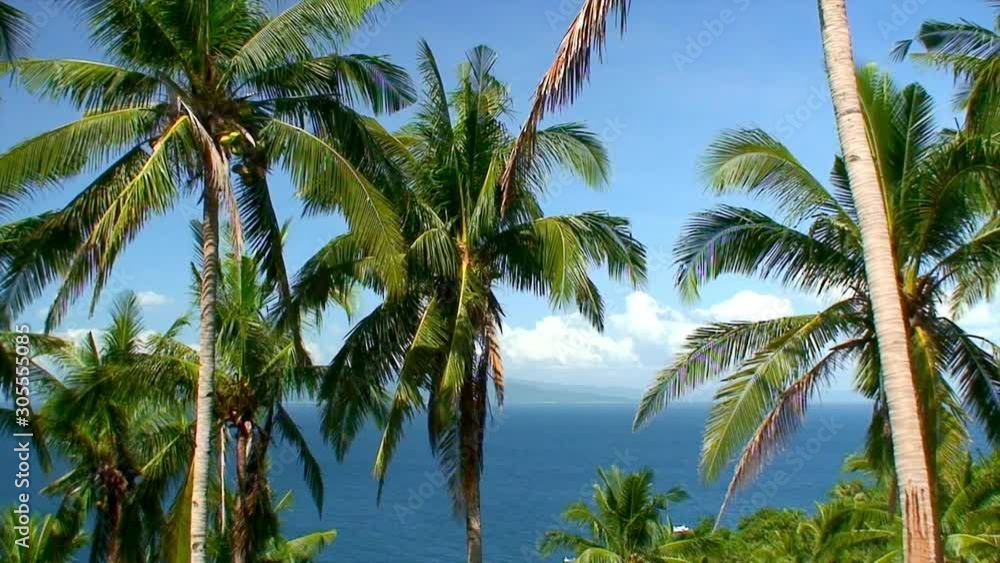 Palm trees with ocean background on sunny summer day, Philippines Palm trees with ocean background on sunny summer day, Philippines