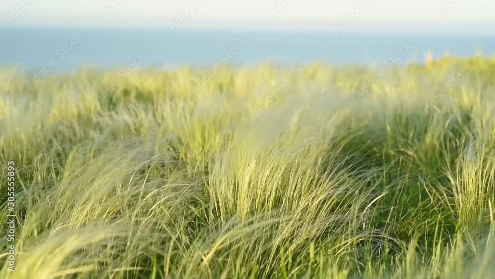 Silver feather grass swaying in wind at sunrise Silver feather grass swaying in wind at sunrise