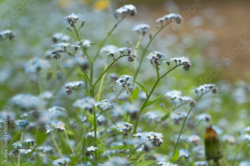 wild flowers on green background
