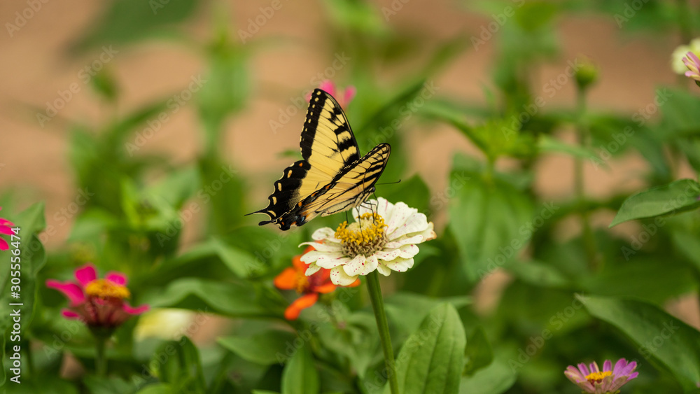 Tiger Swallowtail Butterfly on Flower Blossoms Tiger Swallowtail Butterfly on Flower Blossoms