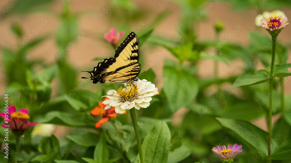 Tiger Swallowtail Butterfly on Flower Blossoms Tiger Swallowtail Butterfly on Flower Blossoms