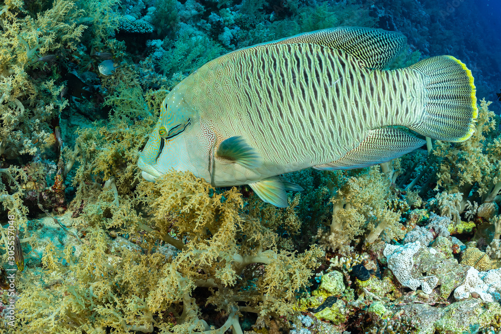 humphead wrasse or napoleon fish on a reef humphead wrasse or napoleon fish on a reef