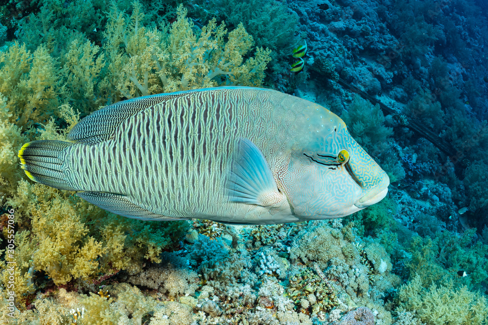 Fototapeta premium humphead wrasse or napoleon fish on a reef