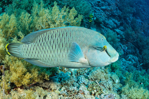 Photography humphead wrasse or napoleon fish on a reef