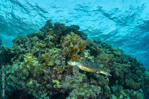 green turtle feeding on a reef in the Red Sea