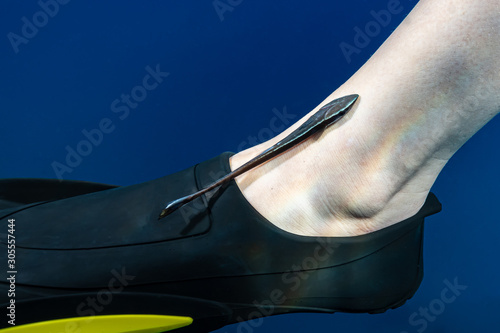 Foto juvenile remora sharksucker attached to the leg of a diver