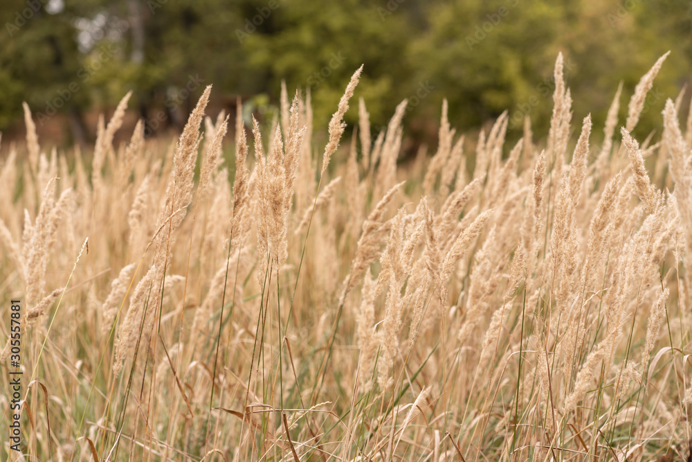 Fototapeta premium Savannah grass field in sun backlight,Twinkle with sunlight at noon.