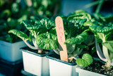 Filtered image shallow DOF fresh pot of bok choy plants with labels for sale close-up