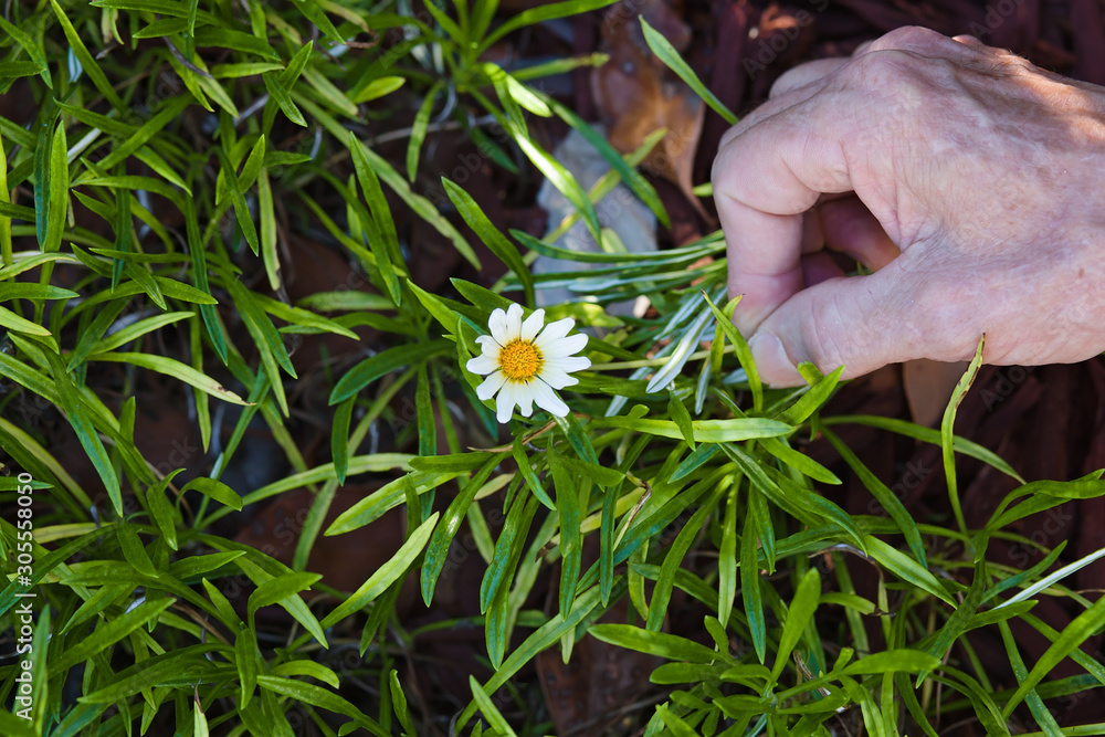 Male Middle Aged Hand Holding a Daisy in a Grassy Field